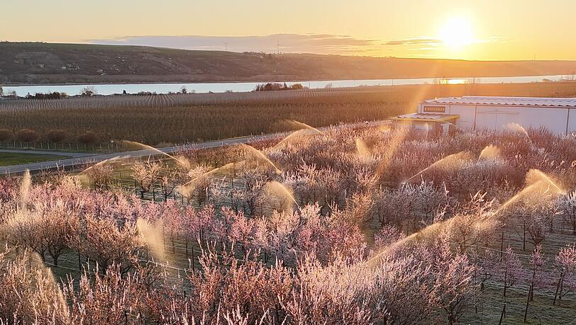 Die Obstbauern kämpften mit Sprühwasser und warmer Luft gegen den Frost. (Archivbild) Die Obstbauern kämpften mit Sprühwasser und warmer Luft gegen den Frost. (Archivbild)