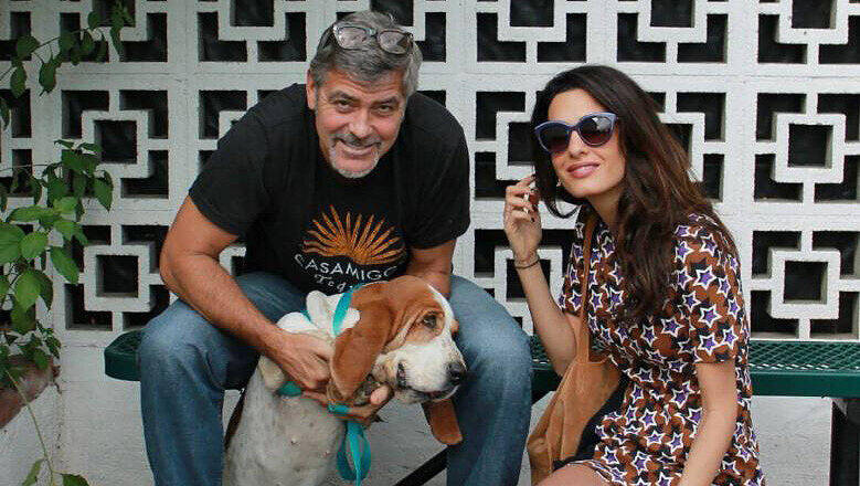 George Clooney und seine Frau Amal haben Mollie aus einem Tierheim gerettet. George Clooney und seine Frau Amal haben Mollie aus einem Tierheim gerettet.