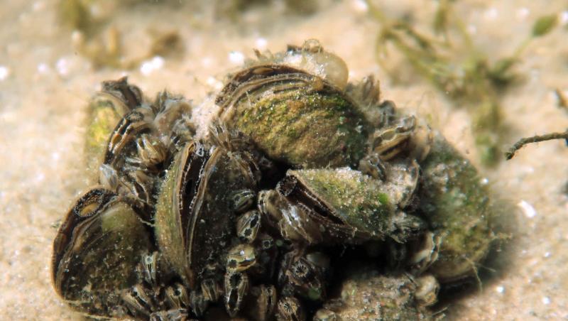 Die undatierte Aufnahme zeigt Quagga-Dreikantmuscheln (Dreissena rostriformis bugensis). Foto: Silke Oldorff/zb/dpa/Archivbild Die undatierte Aufnahme zeigt Quagga-Dreikantmuscheln (Dreissena rostriformis bugensis). Foto: Silke Oldorff/zb/dpa/Archivbild