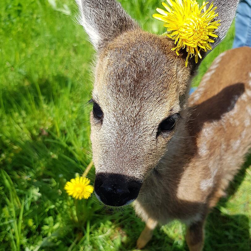 Hermine brauchte anfangs so viel Aufmerksamkeit wie ein menschliches Baby. Hermine brauchte anfangs so viel Aufmerksamkeit wie ein menschliches Baby.