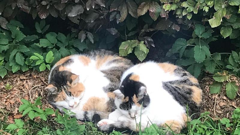 Die Katzen Mogli und Momo liegen bei den Stallungen der Polizei-Reiterstaffel im Gras. Foto: Polzeipräsidium München/Archivbild Die Katzen Mogli und Momo liegen bei den Stallungen der Polizei-Reiterstaffel im Gras. Foto: Polzeipräsidium München/Archivbild