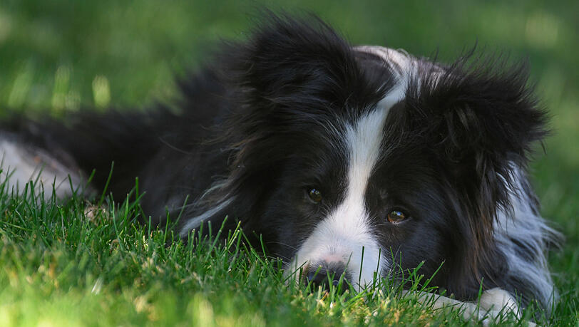 Bei dem Hund handelte es sich um einen Border Collie. (Archivbild) Bei dem Hund handelte es sich um einen Border Collie. (Archivbild)