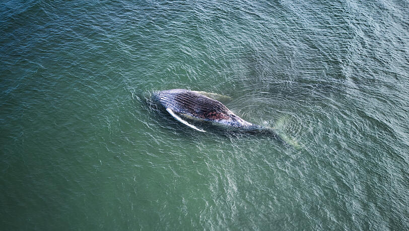 Der vor Wochen in Deutschland gestrandete Wal liegt tot vor der dänischen Insel Anholt. Die private Rettungsinitiative versucht, die dänischen Behörden dazu überreden, den Kadaver ins Meer zu bringen. Der vor Wochen in Deutschland gestrandete Wal liegt tot vor der dänischen Insel Anholt. Die private Rettungsinitiative versucht, die dänischen Behörden dazu überreden, den Kadaver ins Meer zu bringen.