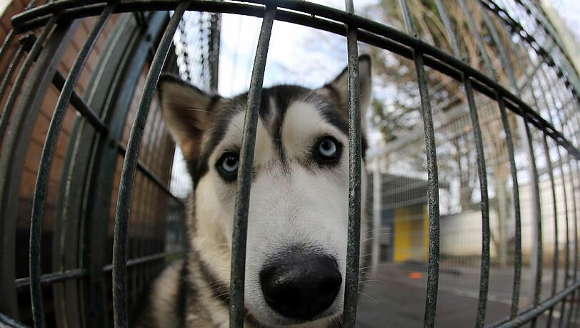 Ein Husky im Zwinger eines Tierheims. Jedem zweiten Heim droht die Pleite. Ein Husky im Zwinger eines Tierheims. Jedem zweiten Heim droht die Pleite.