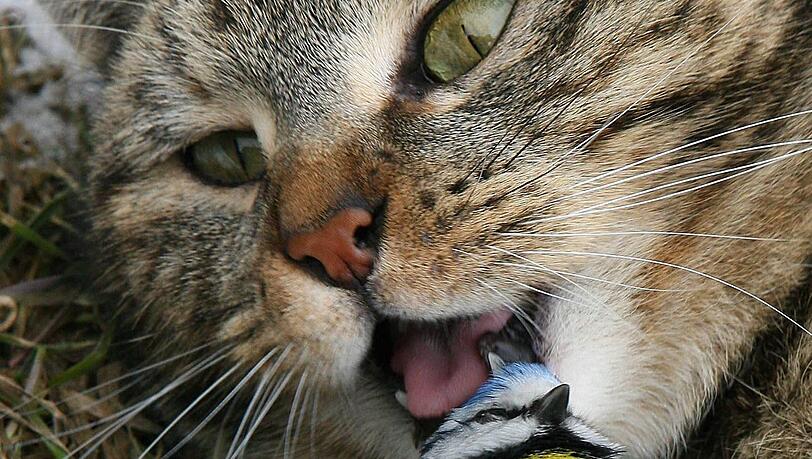 Eine Katze hat eine Blaumeise zur Strecke gebracht. Eine Katze hat eine Blaumeise zur Strecke gebracht.