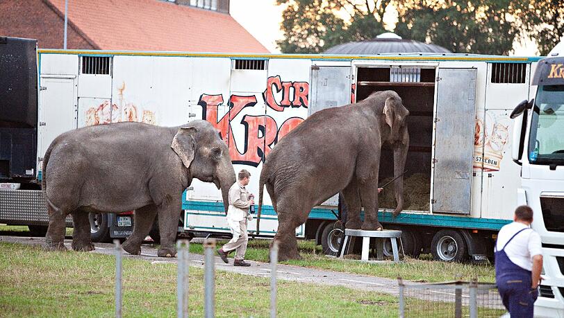 „Diese Tiere haben ein immenses Bewegungsbedürfnis und laufen in freier Wildbahn täglich kilometerweit“: Tierschützer haben fotografiert, wie die Circus-Krone-Elefanten in Transportwagen geführt werden. „Diese Tiere haben ein immenses Bewegungsbedürfnis und laufen in freier Wildbahn täglich kilometerweit“: Tierschützer haben fotografiert, wie die Circus-Krone-Elefanten in Transportwagen geführt werden.