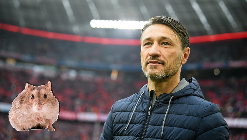 "Wir müssen kämpfen und hamstern, damit wir bis Weihnachten am besten alle Punkte einfahren", sagt Bayern-Trainer Niko Kovac. "Wir müssen kämpfen und hamstern, damit wir bis Weihnachten am besten alle Punkte einfahren", sagt Bayern-Trainer Niko Kovac.