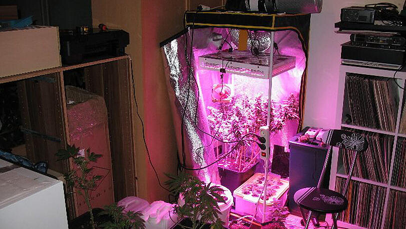 In der Wohnung des Dealers fand die Polizei eine ausgeklügelte Cannabis-Aufzucht. In der Wohnung des Dealers fand die Polizei eine ausgeklügelte Cannabis-Aufzucht.
