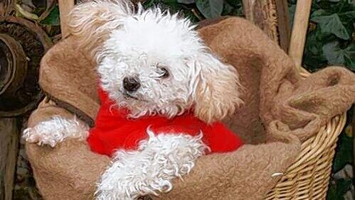 Eine warme Decke im Körbchen, ein Mäntelchen, damit der einäugige Abuelo nicht friert: Tierschützer kümmern sich rührend um den Hund. Eine warme Decke im Körbchen, ein Mäntelchen, damit der einäugige Abuelo nicht friert: Tierschützer kümmern sich rührend um den Hund.