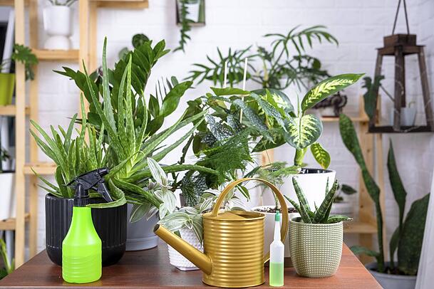 Ob Aloe vera oder Feigenbaum – alles beliebte Zimmerpflanzen Ob Aloe vera oder Feigenbaum – alles beliebte Zimmerpflanzen