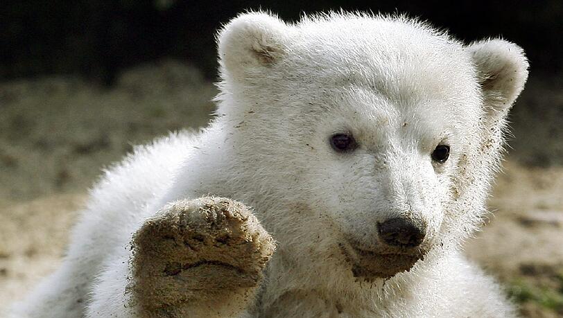 Eisbär Knut war wohl Deutschlands größter tierischer Medienstar. Er war von einem Tierpfleger im Berliner Zoo mit der Flasche aufgezogen worden und hatte Millionen Fans. Im März 2011 starb er mit nur vier Jahren plötzlich vor den Augen zahlreicher Besucher. Eisbär Knut war wohl Deutschlands größter tierischer Medienstar. Er war von einem Tierpfleger im Berliner Zoo mit der Flasche aufgezogen worden und hatte Millionen Fans. Im März 2011 starb er mit nur vier Jahren plötzlich vor den Augen zahlreicher Besucher.