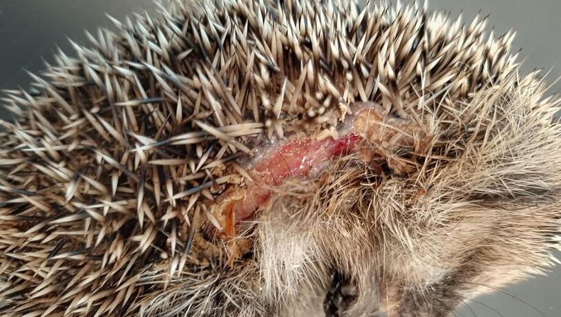 Insbesondere kleine Igel können von den Mährobotern schwer verletzt werden. (Archivbild) Insbesondere kleine Igel können von den Mährobotern schwer verletzt werden. (Archivbild)