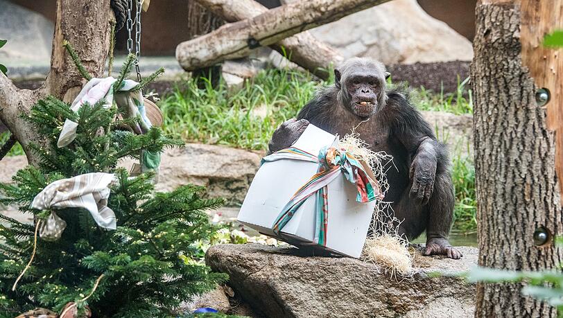 So wirklich glücklich schaut der Schimpanse nicht drein. Über sein Weihnachtsgeschenk dürfte er sich aber dennoch gefreut haben. Die Bilder zum Durchklicken. Die Weihnachts-Bilder aus dem Tierpark. So wirklich glücklich schaut der Schimpanse nicht drein. Über sein Weihnachtsgeschenk dürfte er sich aber dennoch gefreut haben. Die Bilder zum Durchklicken. Die Weihnachts-Bilder aus dem Tierpark.