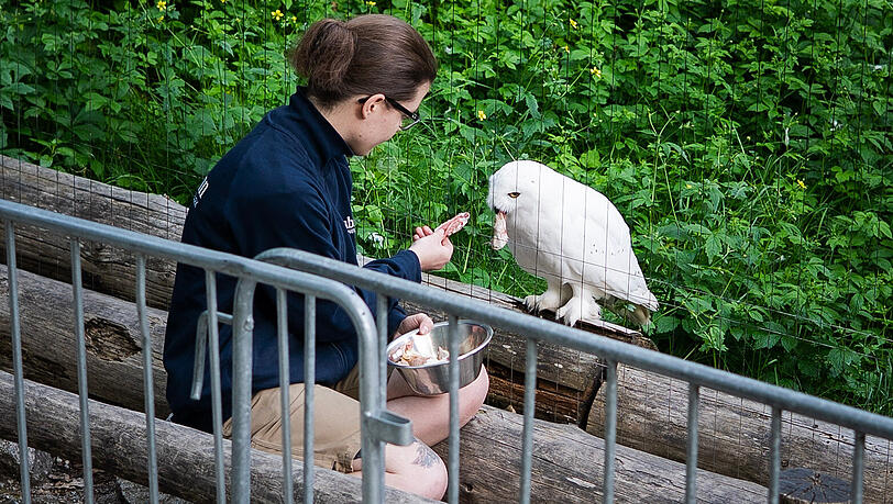 Tierpflegerin Sophia ist für den Schnee-Eulen-Mann keine Bedrohung. Er frisst ihr sogar aus der Hand. Tierpflegerin Sophia ist für den Schnee-Eulen-Mann keine Bedrohung. Er frisst ihr sogar aus der Hand.