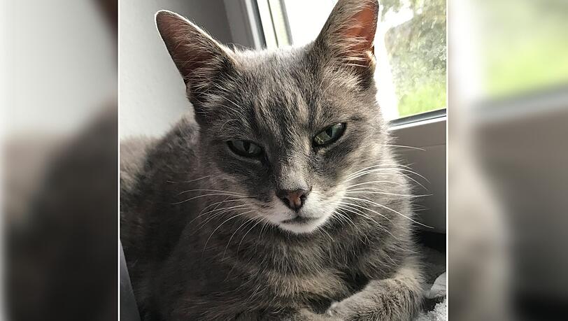 Katzendame Nanu ist nach sechs Jahren wieder zu Hause. Katzendame Nanu ist nach sechs Jahren wieder zu Hause.