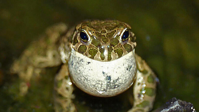 Wegen einer Wechselkröten-Population (hier ein balzendes Männchen) wird eine Ausgleichfläche gebaut. Wegen einer Wechselkröten-Population (hier ein balzendes Männchen) wird eine Ausgleichfläche gebaut.