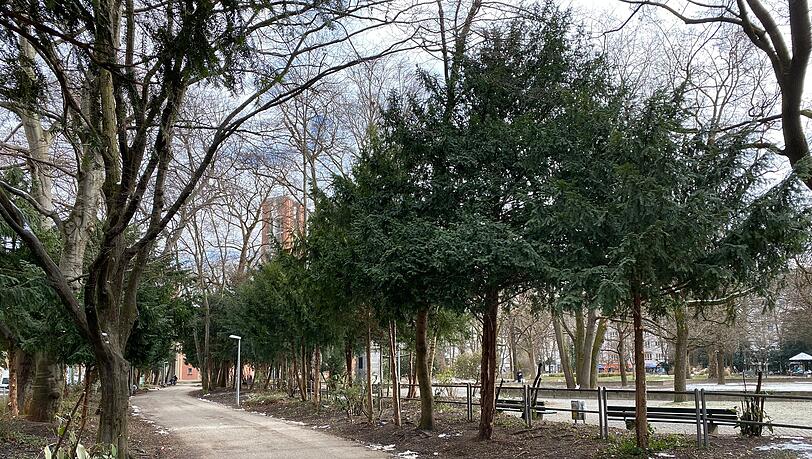 Im Nußbaumpark beim Sendlinger Tor bleiben nach umfassenden Maßnahmen der Stadt fast nur noch Bäume übrig. Im Nußbaumpark beim Sendlinger Tor bleiben nach umfassenden Maßnahmen der Stadt fast nur noch Bäume übrig.