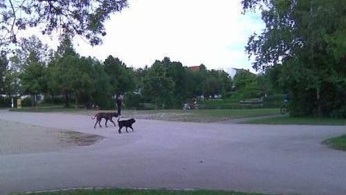 Die Unterhachingerin Anja H. fotografierte die wilde Dogge vor einer Woche im Park. Die Unterhachingerin Anja H. fotografierte die wilde Dogge vor einer Woche im Park.