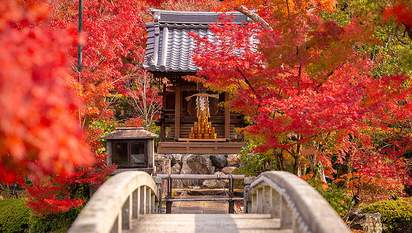 Wenn der Herbst das Land in Rottöne taucht, begehen die Japaner Momijigari Wenn der Herbst das Land in Rottöne taucht, begehen die Japaner Momijigari