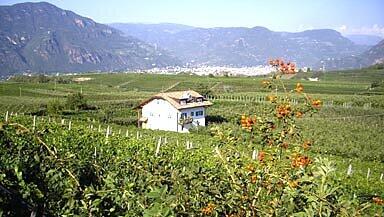 Girlan und Wein Girlan und Wein