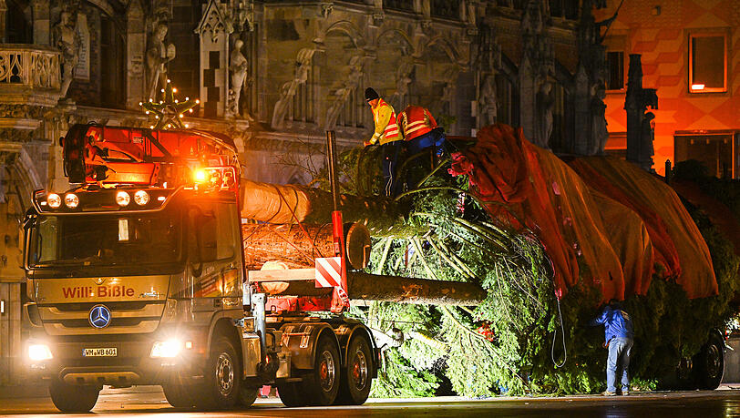 Ein Schwertransport mit dem Weihnachtsbaum, der auf dem Marienplatz aufgestellt wird, steht vor dem Rathaus. Ein Schwertransport mit dem Weihnachtsbaum, der auf dem Marienplatz aufgestellt wird, steht vor dem Rathaus.