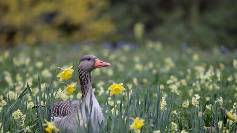 Eine Gans sitzt zwischen Osterglocken auf einer Wiese im Tierpark Hellabrunn. Foto: Marie Reichenbach Eine Gans sitzt zwischen Osterglocken auf einer Wiese im Tierpark Hellabrunn. Foto: Marie Reichenbach