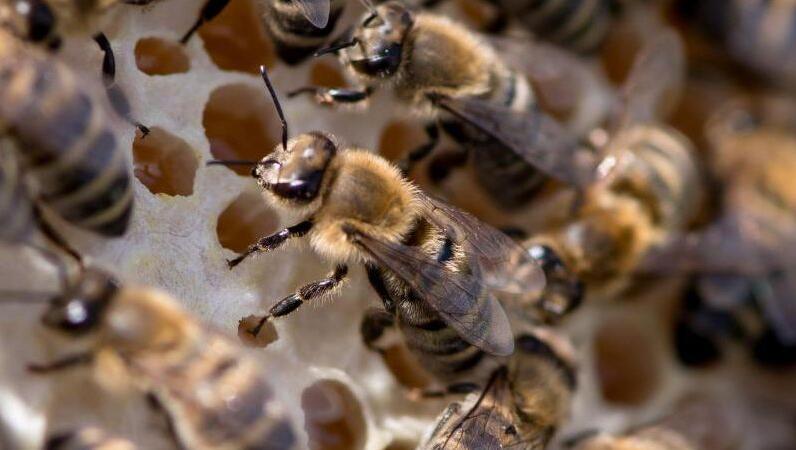 Bienen krabbeln auf einer Wabe. Foto: Sven Hoppe/Archiv Bienen krabbeln auf einer Wabe. Foto: Sven Hoppe/Archiv