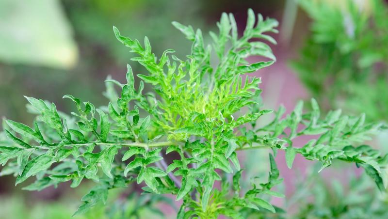 Eine junge Ambrosia-Pflanze wächst auf einem Feld. Foto: Soeren Stache/dpa-Zentralbild/ZB/Archivbild Eine junge Ambrosia-Pflanze wächst auf einem Feld. Foto: Soeren Stache/dpa-Zentralbild/ZB/Archivbild