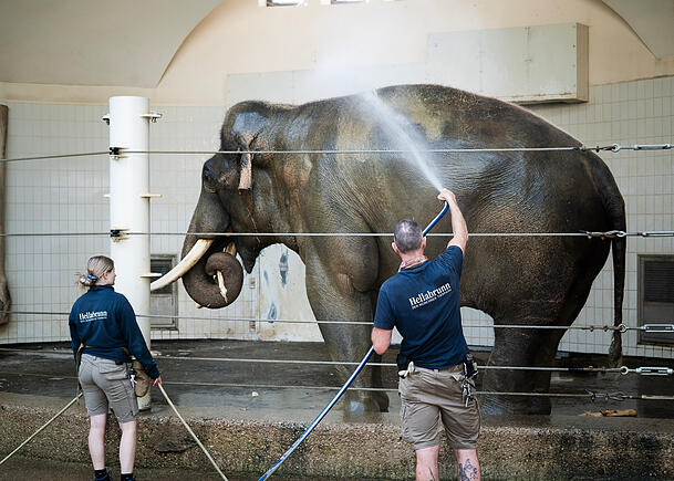 Elefantenbulle Gajendra (33) wird mit dem Wasserschlauch geduscht. Elefantenbulle Gajendra (33) wird mit dem Wasserschlauch geduscht.