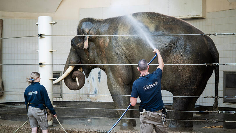 Elefantenbulle Gajendra (33) wird mit dem Wasserschlauch geduscht. Elefantenbulle Gajendra (33) wird mit dem Wasserschlauch geduscht.