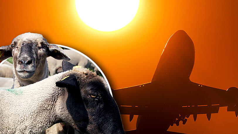 Über 2000 australische Schafe ließen in dem Flieger ihren Flatulenzen freien Lauf. Über 2000 australische Schafe ließen in dem Flieger ihren Flatulenzen freien Lauf.