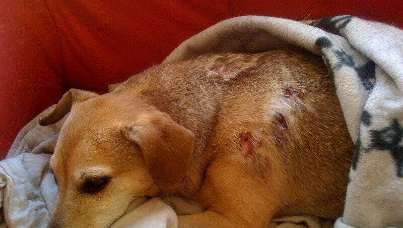 „Mon Chi Chi“ ist von einem Jäger übel zugerichtet worden. „Mon Chi Chi“ ist von einem Jäger übel zugerichtet worden.
