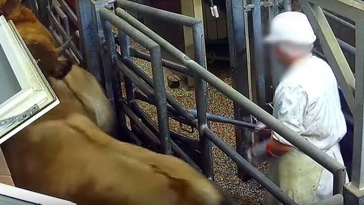 Die Aufnahmen der "SOKO Tierschutz" offenbaren die Grausamkeiten im Schlachtbetrieb. Die Aufnahmen der "SOKO Tierschutz" offenbaren die Grausamkeiten im Schlachtbetrieb.