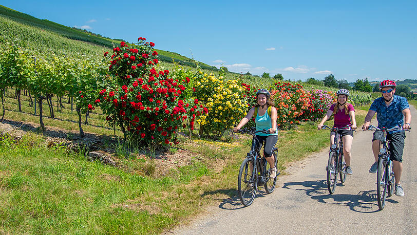 Fahren Sie entlang malerischer Weinberge. Fahren Sie entlang malerischer Weinberge.