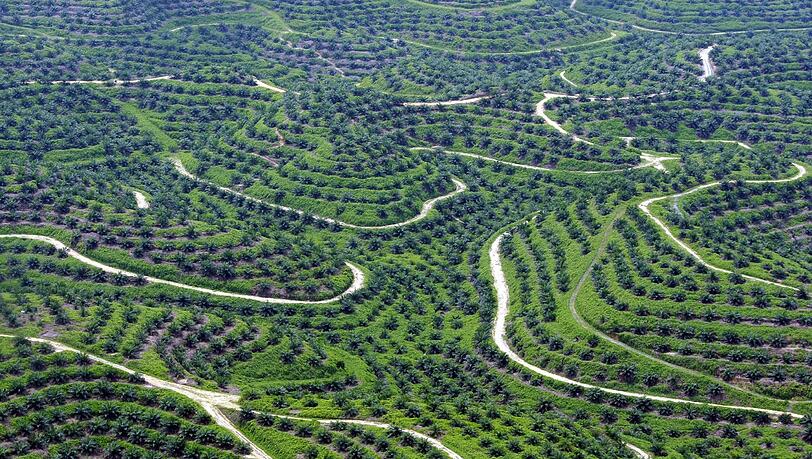 Palmöl-Plantage in Indonesien. Foto: Bagus Indahono Palmöl-Plantage in Indonesien. Foto: Bagus Indahono
