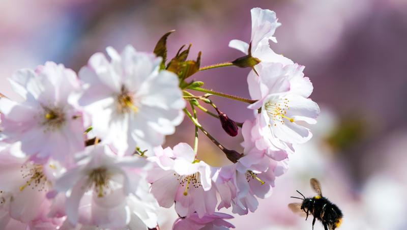 Eine Hummel fliegt zu einer Blüte, um Nektar zu sammeln. Foto: Federico Gambarini/dpa/Archivbild Eine Hummel fliegt zu einer Blüte, um Nektar zu sammeln. Foto: Federico Gambarini/dpa/Archivbild