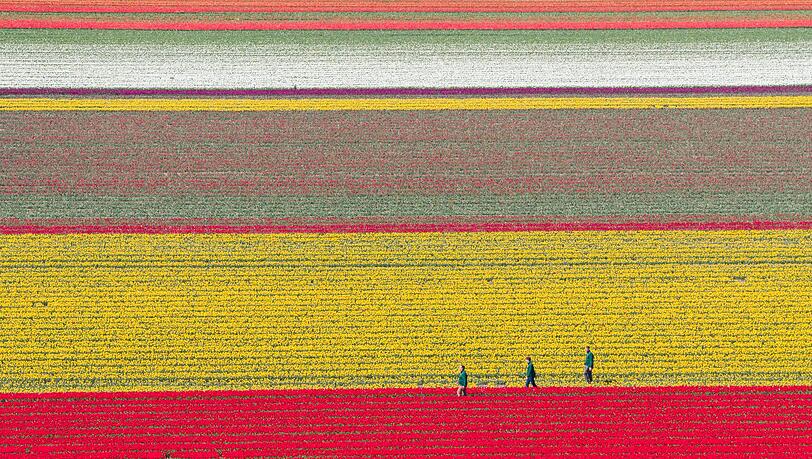 Tulpen wachsen zur Zwiebelvermehrung auf einem Tulpenfeld des Eickenhofs im Landkreis Gifhorn. Tulpen wachsen zur Zwiebelvermehrung auf einem Tulpenfeld des Eickenhofs im Landkreis Gifhorn.