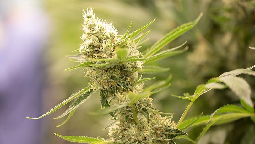 Die Polizei in Österreich fand Cannabis in rauen Mengen. Die Polizei in Österreich fand Cannabis in rauen Mengen.