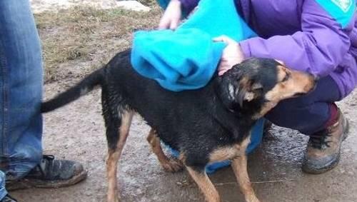 "Lolle" nach der Rettung: der Hund zittert am ganzen Leib. "Lolle" nach der Rettung: der Hund zittert am ganzen Leib.