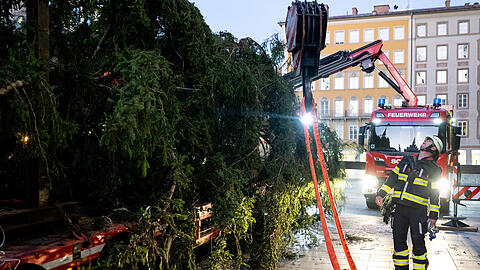 Gemeinsam mit der Berufsfeuerwehr München stellt die Geber-Gemeinde aus Ellmau die 24 Meter hohe Fichte am Marienplatz auf. Gemeinsam mit der Berufsfeuerwehr München stellt die Geber-Gemeinde aus Ellmau die 24 Meter hohe Fichte am Marienplatz auf.