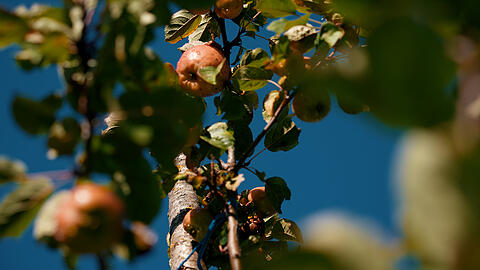 Die Initiative "Apfel-Grips" unterstützt Streuobstwiesenbesitzer. Die Initiative "Apfel-Grips" unterstützt Streuobstwiesenbesitzer.