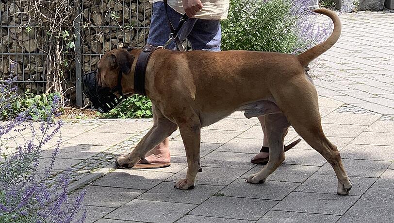 Der Boerboel-Rüde des 59-jährigen Halters. Beide Hunde wurden ihm weggenommen. Der Boerboel-Rüde des 59-jährigen Halters. Beide Hunde wurden ihm weggenommen.