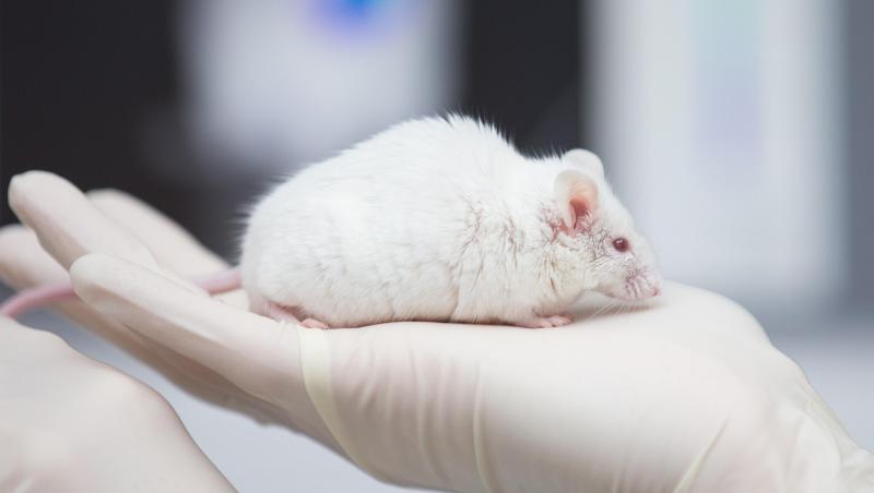 Eine wissenschaftliche Mitarbeiterin hat in einem Labor eine Maus in der Hand. Foto: Friso Gentsch/dpa/Symbolbild Eine wissenschaftliche Mitarbeiterin hat in einem Labor eine Maus in der Hand. Foto: Friso Gentsch/dpa/Symbolbild
