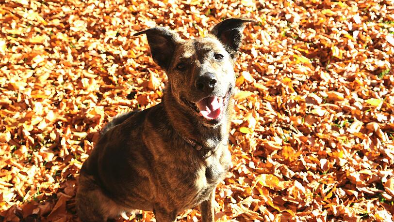 Die herbstfarbene Molly im Glück. Die herbstfarbene Molly im Glück.