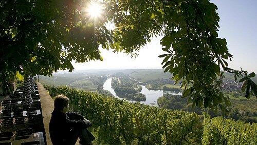 Sonne über den Weinbergen Sonne über den Weinbergen