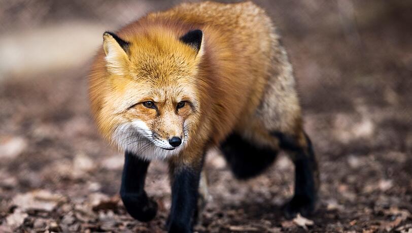 Jeder vierte Fuchs in München ist mit Fuchsbandwurm befallen. (Symbolbild) Jeder vierte Fuchs in München ist mit Fuchsbandwurm befallen. (Symbolbild)