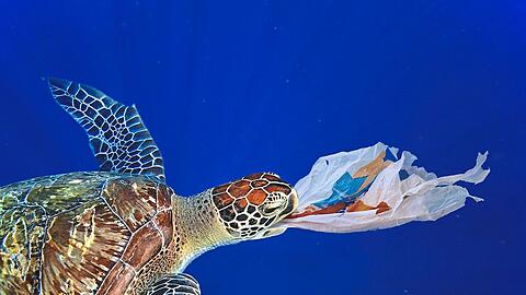 Eine Meeresschildkröte hat eine Plastiktüte im Maul. Eine Meeresschildkröte hat eine Plastiktüte im Maul.
