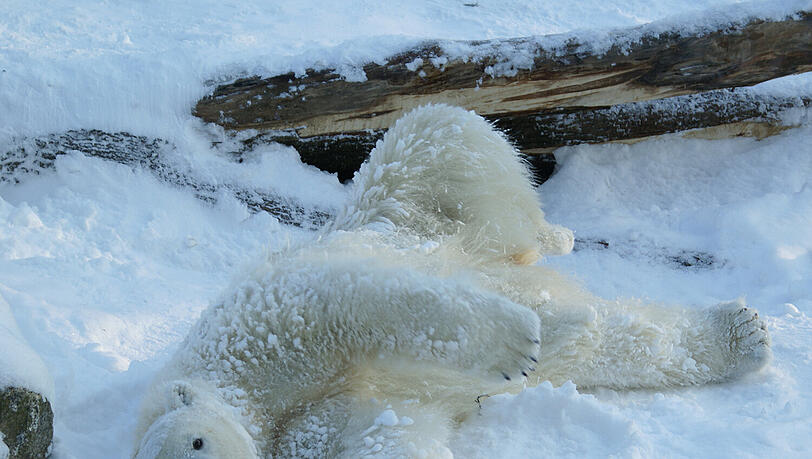 Eisbärenmama Giovanna ist schnee-Fan. WSchade, dass es heuer keinen gibt. Aber im Moment muss sie sich sowieso um ihre zwei babys kümmern. Eisbärenmama Giovanna ist schnee-Fan. WSchade, dass es heuer keinen gibt. Aber im Moment muss sie sich sowieso um ihre zwei babys kümmern.