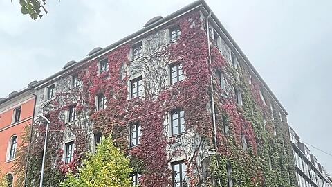 Dicht mit Wildem Wein bewachsen ist diese Fassade an der Utzschneiderstraße. Die Pflanzen brauchen dabei am Boden kaum Platz. Dicht mit Wildem Wein bewachsen ist diese Fassade an der Utzschneiderstraße. Die Pflanzen brauchen dabei am Boden kaum Platz.