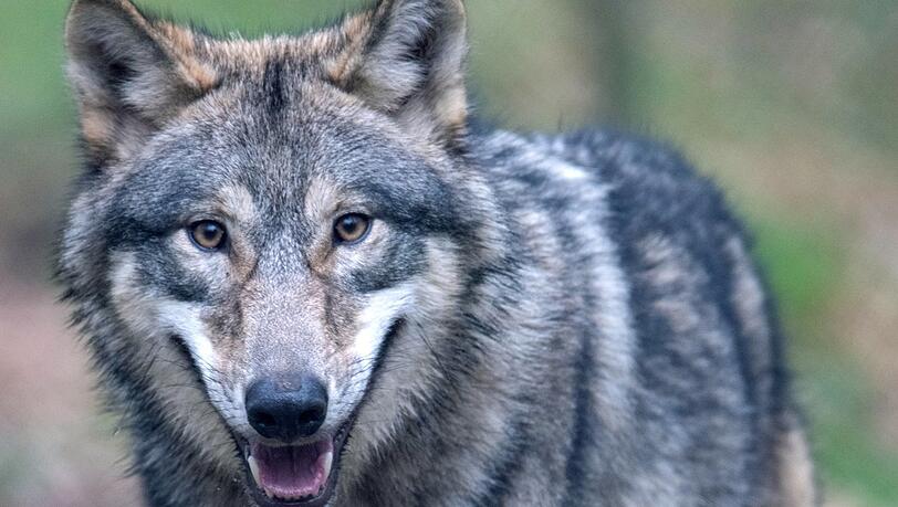 In Bayern breitet sich der Wolf aus. Das Tier ist streng geschützt. Um Nutztierhalter zu unterstützen, bietet das Landwirtschaftsministerium Beratung und Fördermittel an. In Bayern breitet sich der Wolf aus. Das Tier ist streng geschützt. Um Nutztierhalter zu unterstützen, bietet das Landwirtschaftsministerium Beratung und Fördermittel an.